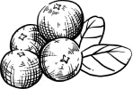 cranberry